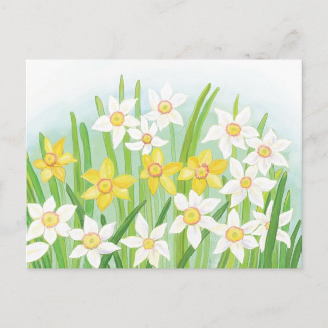 Spring Daffodils  Holiday Postcard (Front)