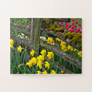 Spring daffodils jigsaw puzzle
