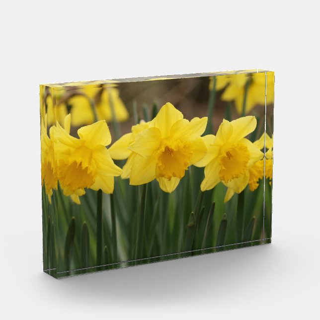 Spring Daffodils Photo Block (Left)