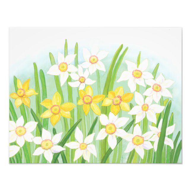 Spring Daffodils   Photo Print (Front)