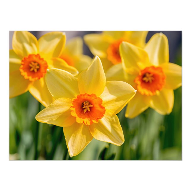 Spring Daffodils Photo Print (Front)