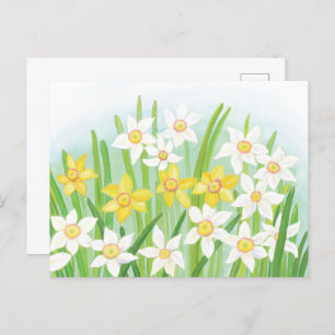 Spring Daffodils  Postcard