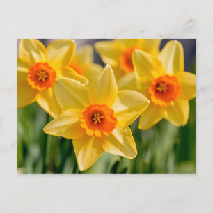 Spring Daffodils Postcard