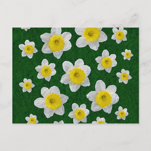 Spring Daffodils Postcard (Front)