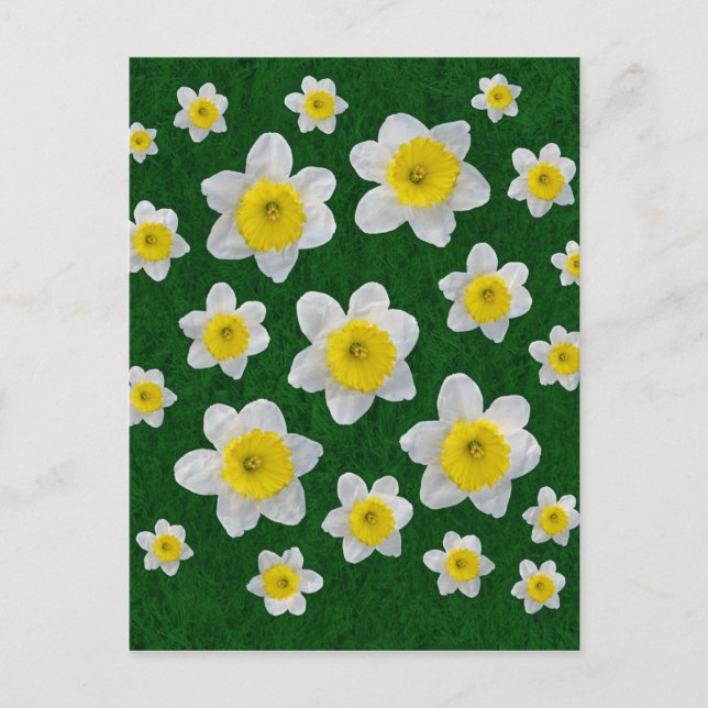 Spring Daffodils Postcard (Front)