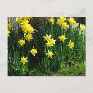 Spring Daffodils Postcard