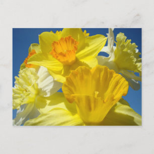 Spring Daffodils postcards Bright Yellow Sunlit
