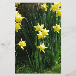 Spring Daffodils Stationery
