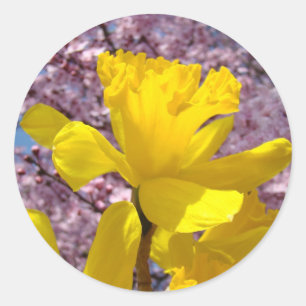 Spring Daffodils Stickers Pink Blossom Flowers