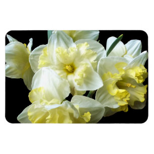 Spring Daffodils White Yellow Narcissus Flowers Magnet