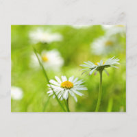 Spring daisies close up
