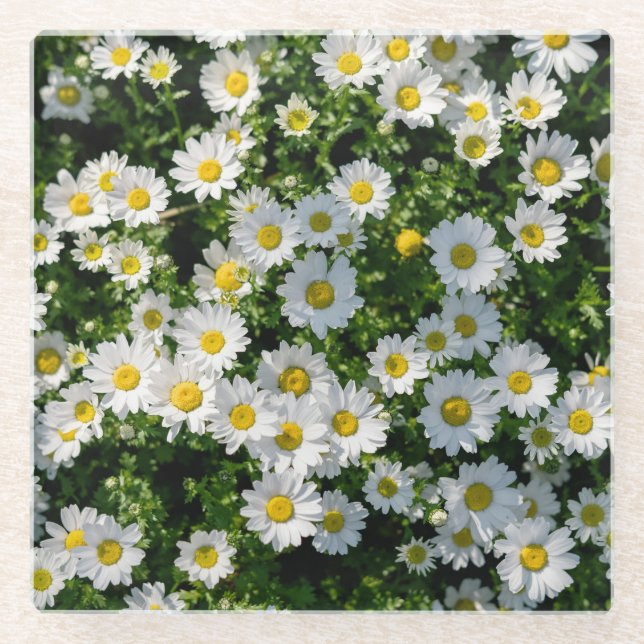 Spring Daisy Field: Serene Background Glass Coaster (Front)