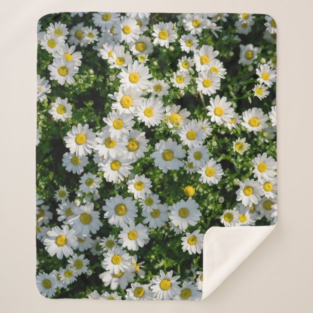 Spring Daisy Field: Serene Background Sherpa Blanket (Front)