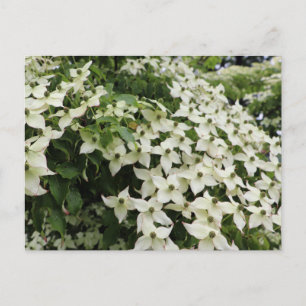 Spring Dogwoods in Marshall Bloom Postcard