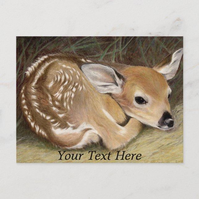 Spring Fawn Postcard (Front)
