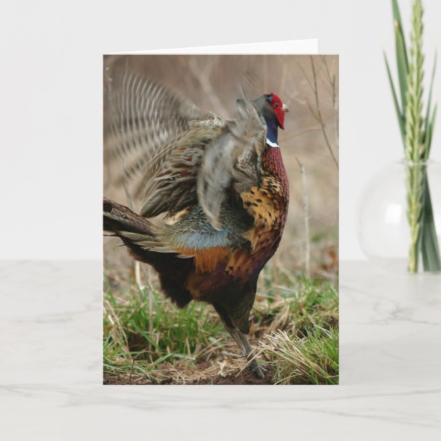 'Spring Fever' Pheasant Notecard (Front)