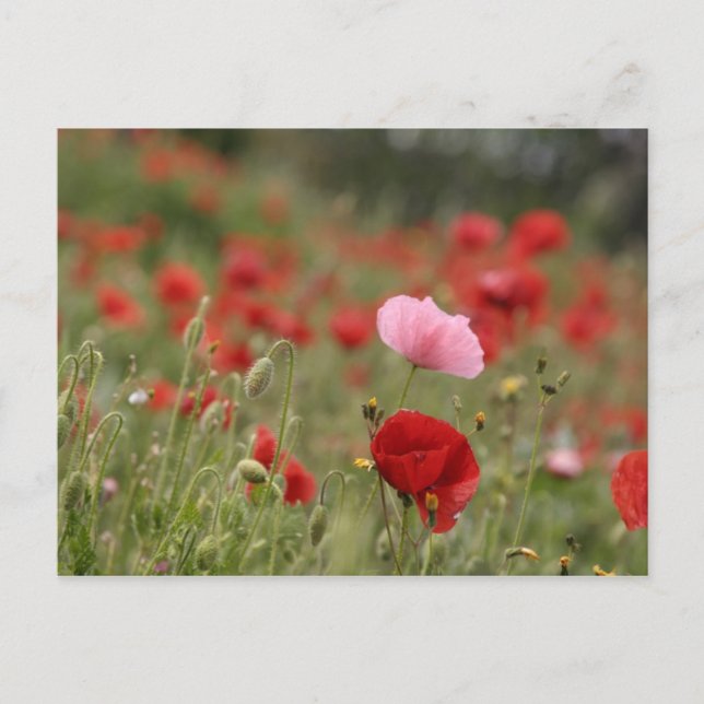 Spring field with red poppies postcard (Front)