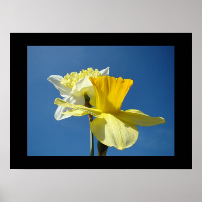 Spring Fine Art Prints Yellow Daffodil Blue Sky (Front)