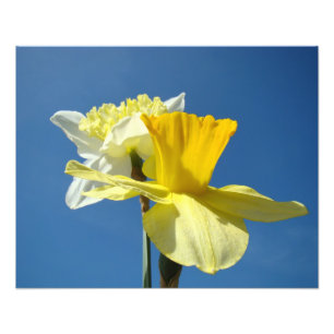Spring Fine Photography art prints Daffodils