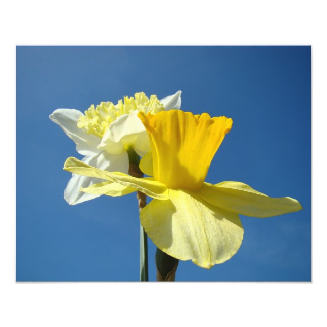 Spring Fine Photography art prints Daffodils (Front)