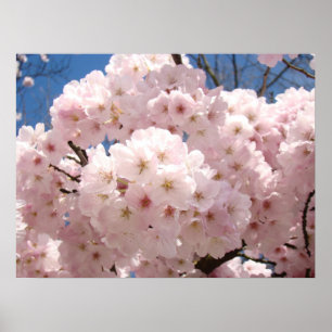 Spring Floral art posters Pink Tree Blossoms
