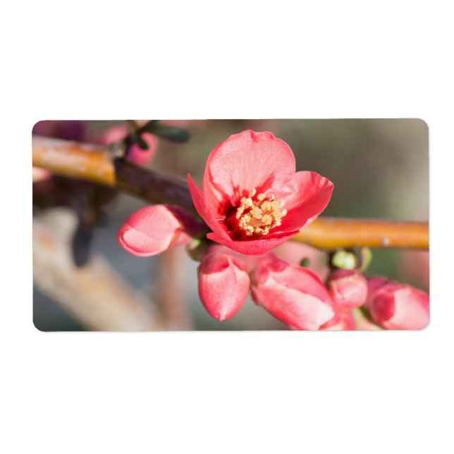 Spring flower (Front)