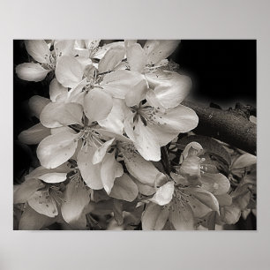 Spring Flower Blossoms In Black And White Poster