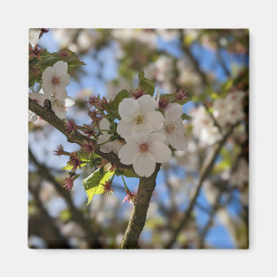 Spring Flower  Magnet