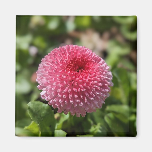 Spring Flower Magnet (Front)