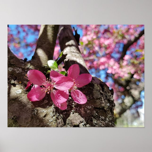 Spring flowering apple tree. Pink flowers Poster (Front)