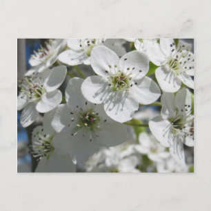 Spring Flowering Tree Flowers Post Card