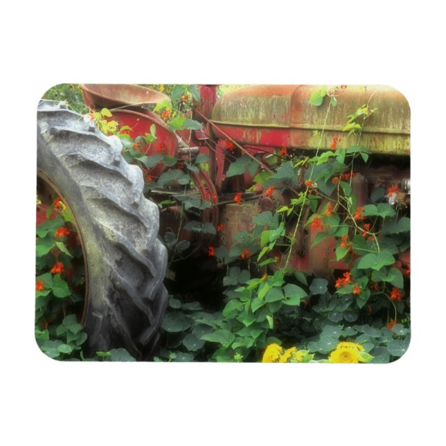 Spring flowers adorn an old tractor. magnet (Horizontal)