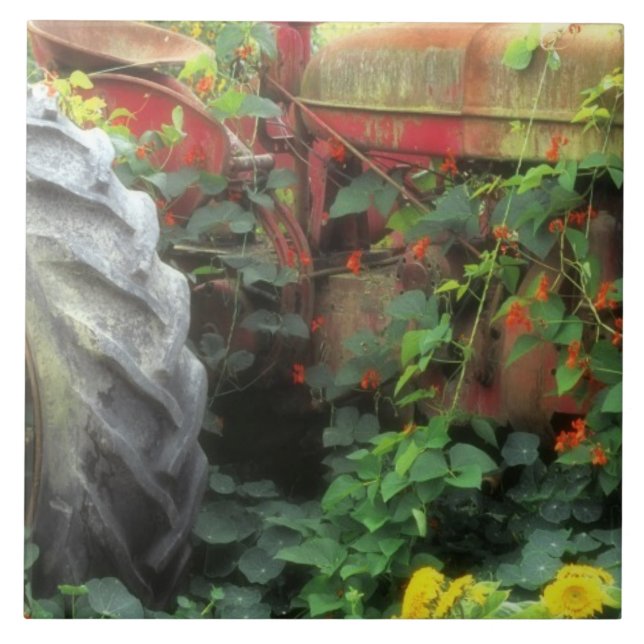 Spring flowers adorn an old tractor. tile (Front)
