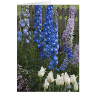 Spring flowers along a garden path, Georgia 2