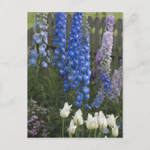 Spring flowers along a garden path, Georgia 2 Postcard