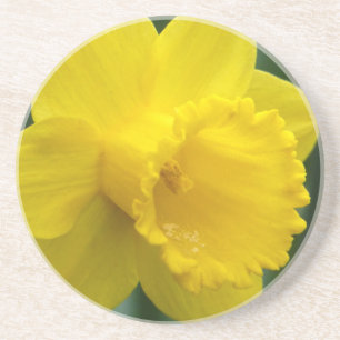Spring Flowers Coaster Daffoldil Flowers Coaster