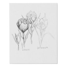 Spring Flowers- Crocus