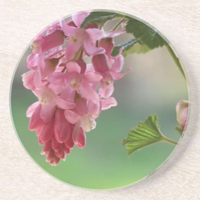 spring flowers, easter, spring, nature, pink coaster (Front)