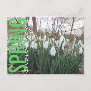 Spring flowers, floral white snowdrops postcard
