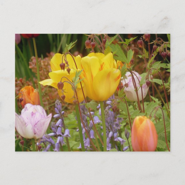 Spring Flowers In Border Postcard (Front)