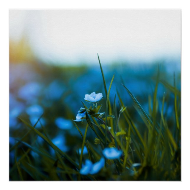 Spring flowers in field poster (Front)