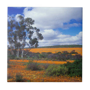 Spring flowers in Namaqualand, South Africa Ceramic Tile