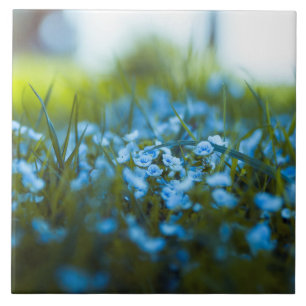 Spring flowers on field ceramic tile