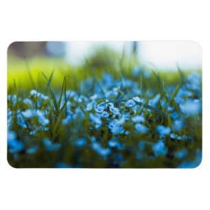 Spring flowers on field magnet