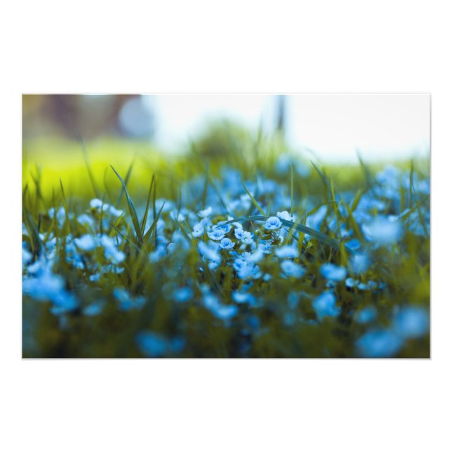 Spring flowers on field photo print (Front)