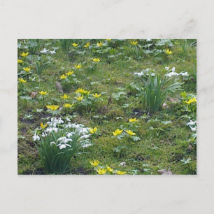 Spring Flowers Postcard