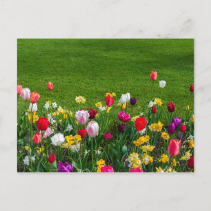 Spring flowers postcard