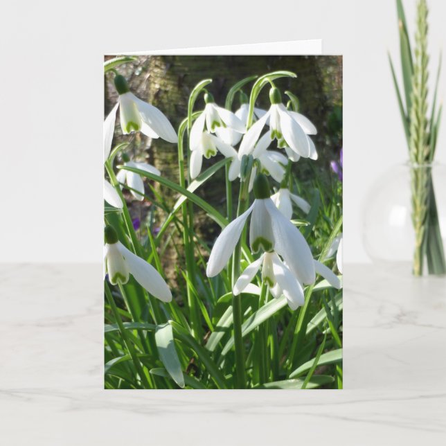 Spring Flowers Snowdrops Greeting Card (Front)