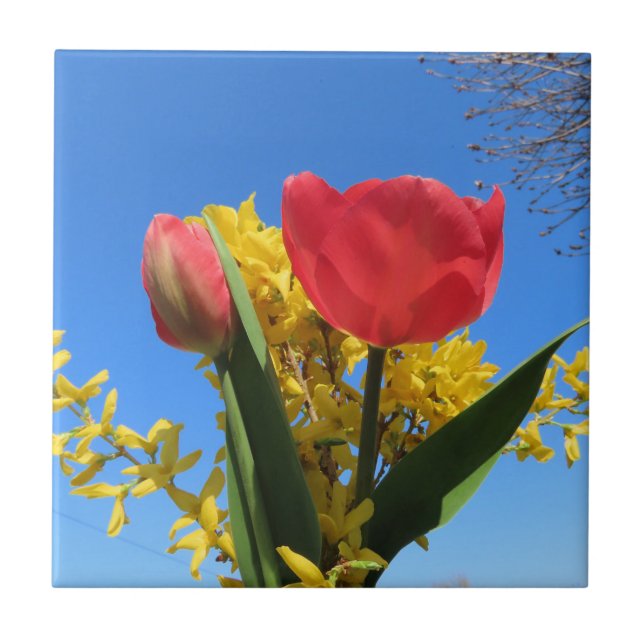 spring flowers, tulips, colourful + flowers, blue ceramic tile (Front)