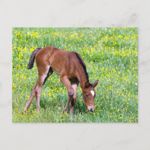 Spring Foal Postcard